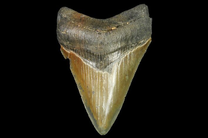 Serrated, Juvenile Megalodon Tooth - Georgia #142347